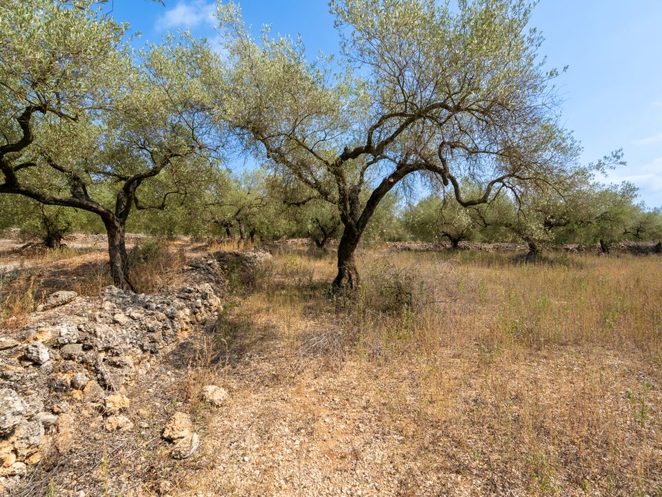 Finca i Ulldecona, Tarragona - bilde 4
