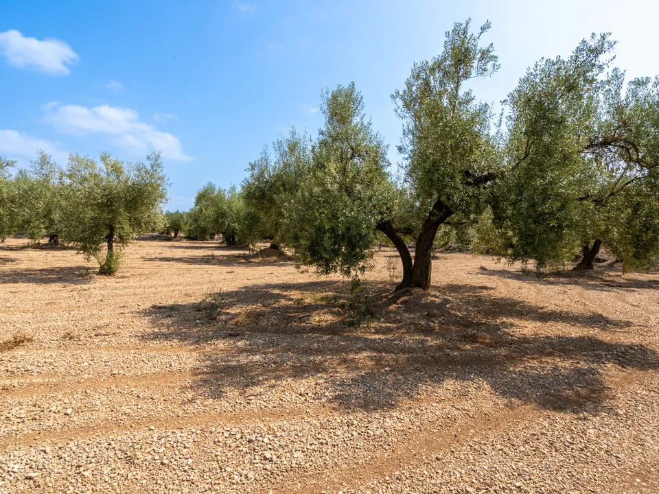 Finca i Ulldecona, Tarragona - foto 3