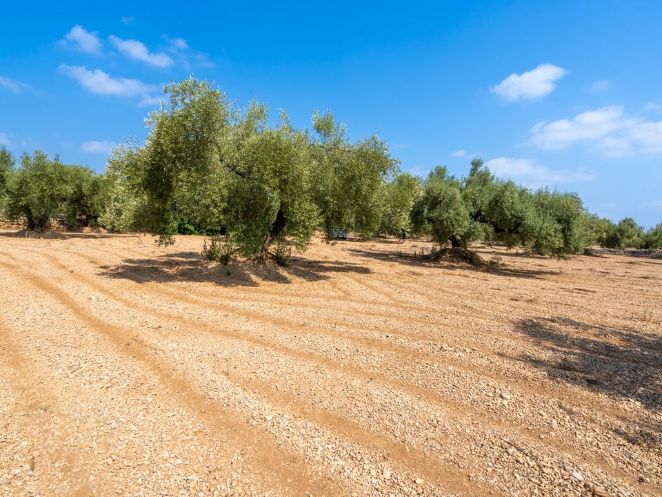 Finca i Ulldecona, Tarragona - foto 4