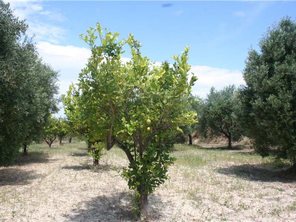 Lejlighed i Noto, Siracusa - foto 4