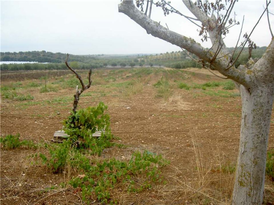 Helårsgrund i Noto, Siracusa - foto 4