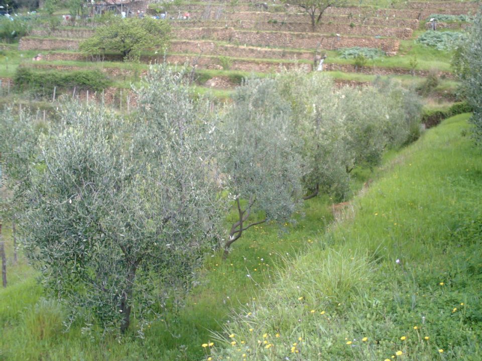 Villa i Monte Argentario, Grosseto - foto 3