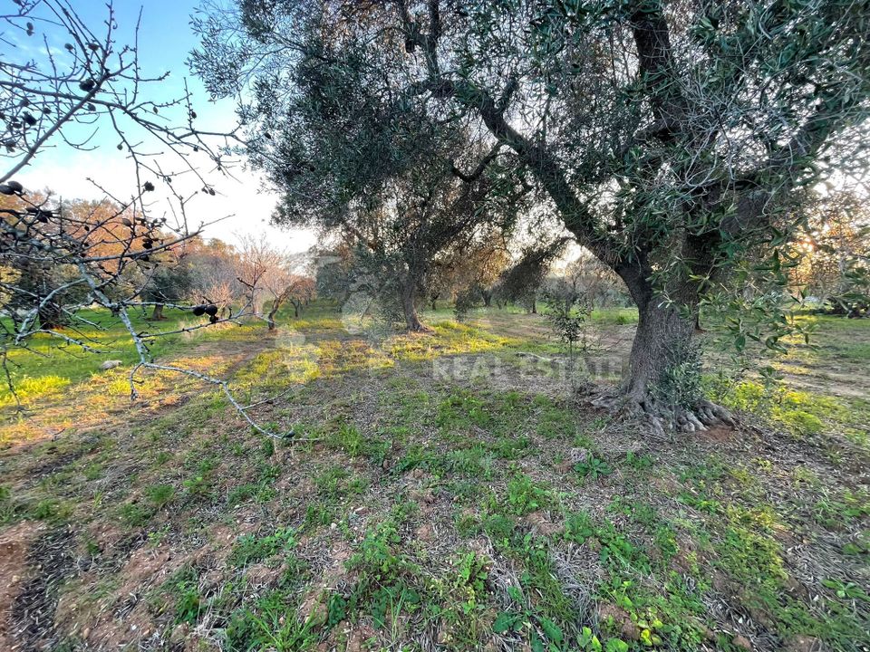 Erhvervsejendom i Carovigno, Brindisi - foto 1