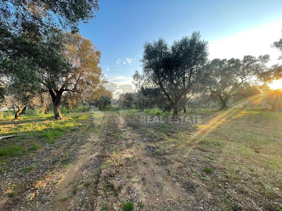 Erhvervsejendom i Carovigno, Brindisi - foto 3