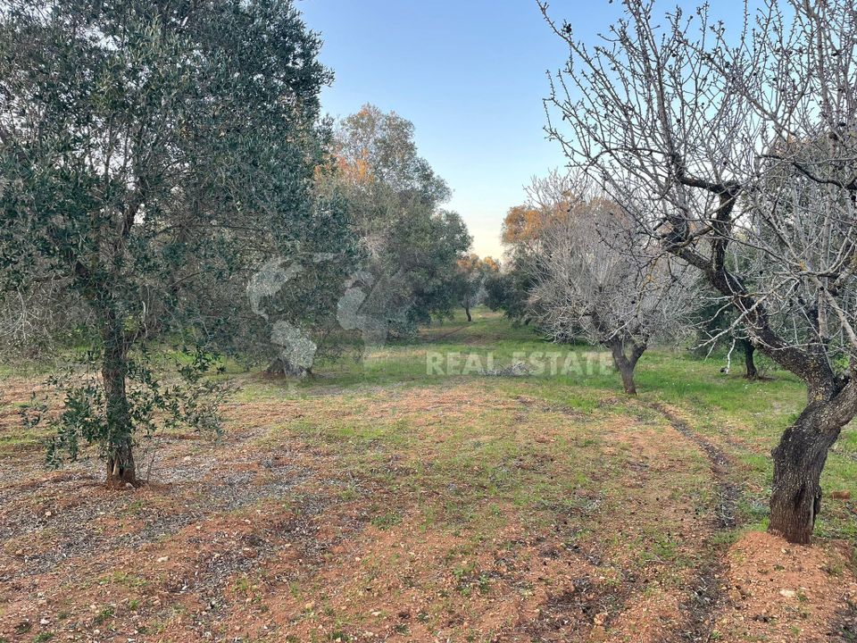 Erhvervsejendom i Carovigno, Brindisi - foto 4
