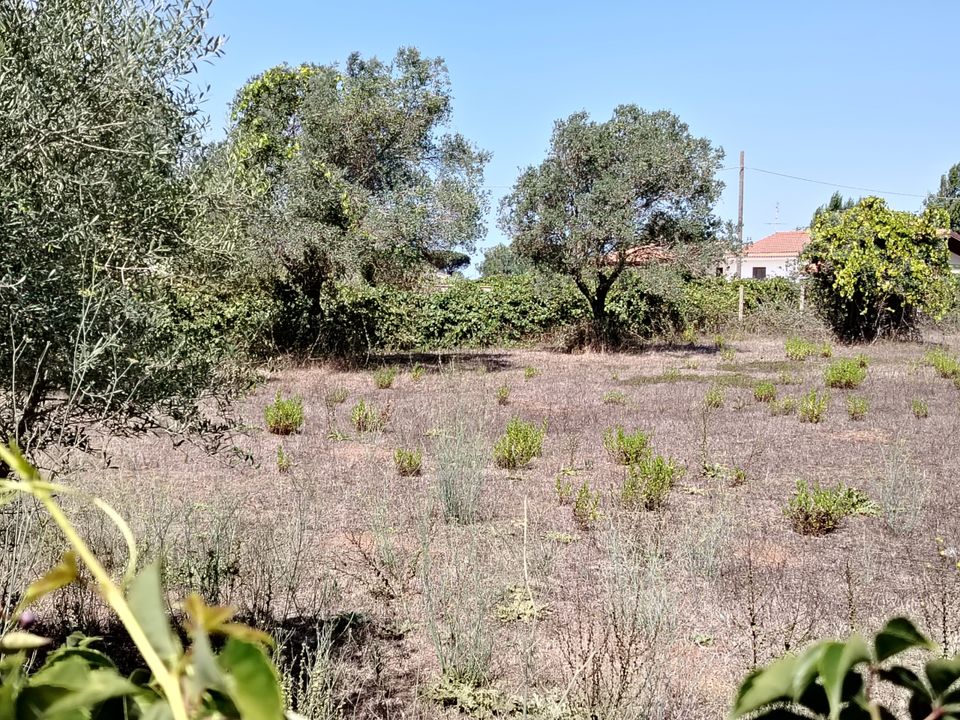 Helårsgrund i Anzio, Rome - foto 5
