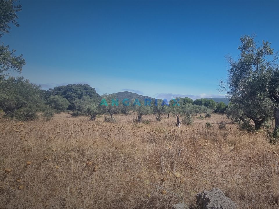 Helårsgrund i Alcanena, Santarem - foto 2