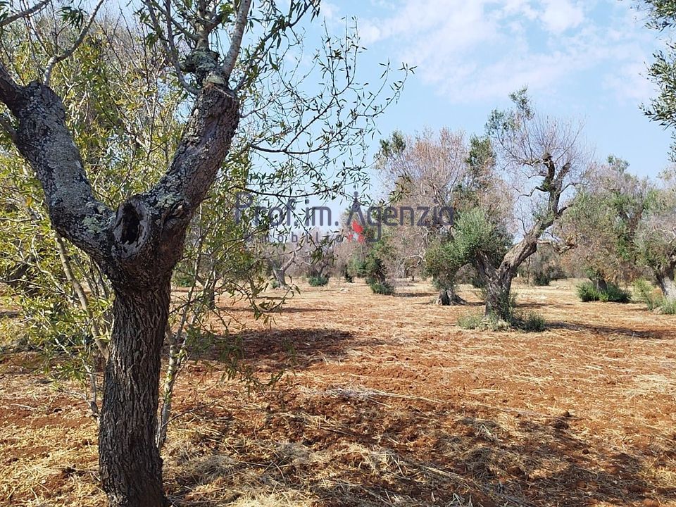 Helårsgrund i San Vito dei Normanni, Brindisi - foto 4