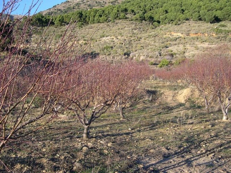 Helårsgrund i Canillas De Albaida, Malaga - foto 3