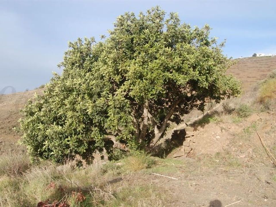 Helårsgrund i Sayalonga, Malaga - foto 3