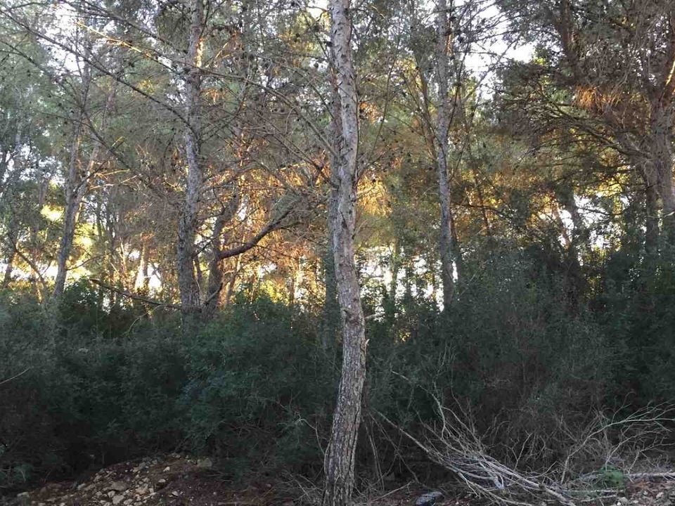 Helårsgrund i Sol De Mallorca, Mallorca - foto 2
