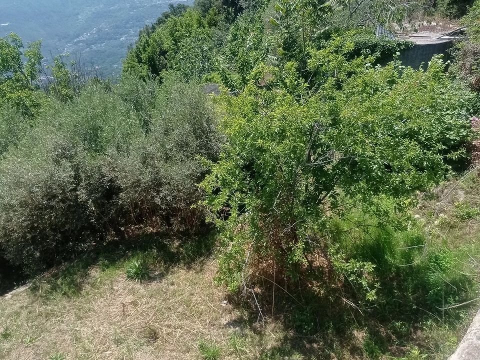 Villa i Berre-les-Alpes, Alpes-Maritimes - bilde 2