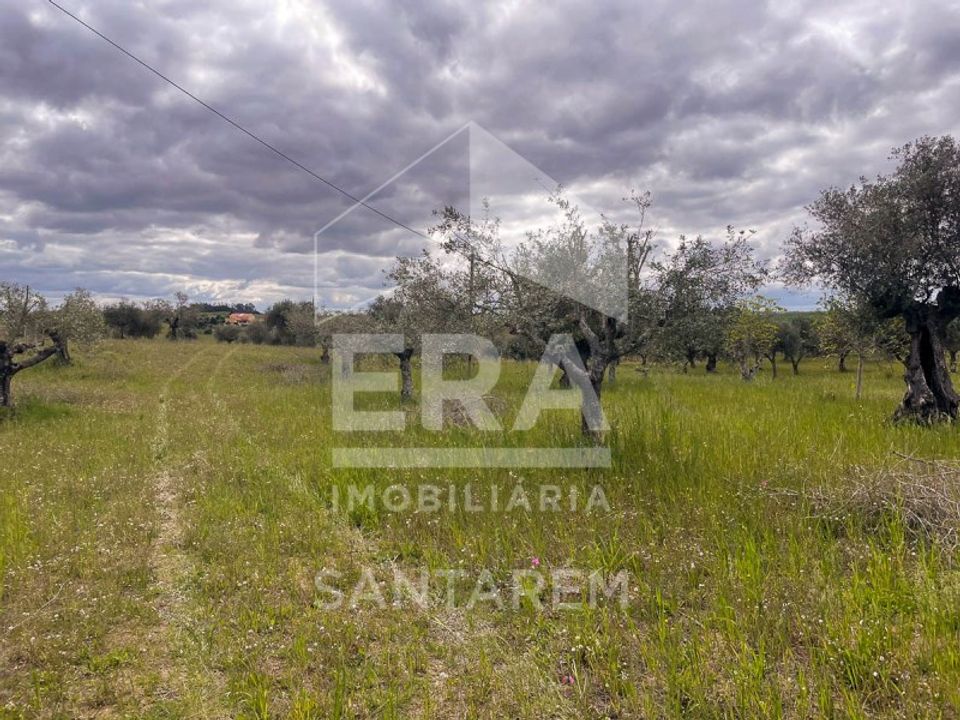 Terra a Sao Vicente do Paul, Santarem - foto 1