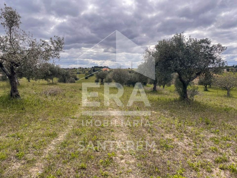 Terra a Sao Vicente do Paul, Santarem - foto 2