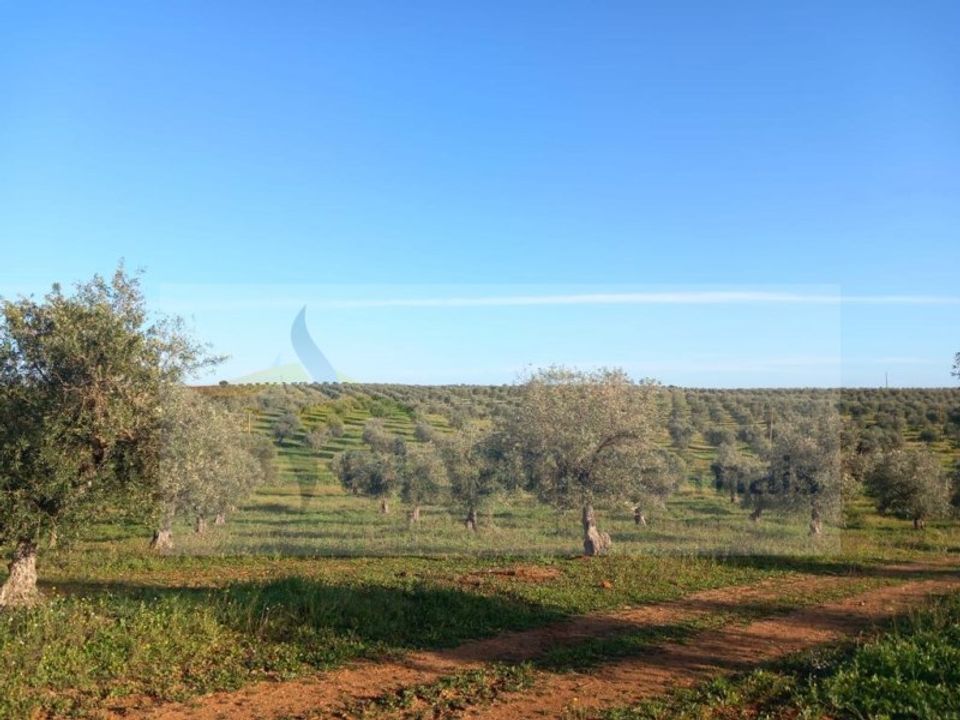 Landejendom i Mourao, Evora - foto 3