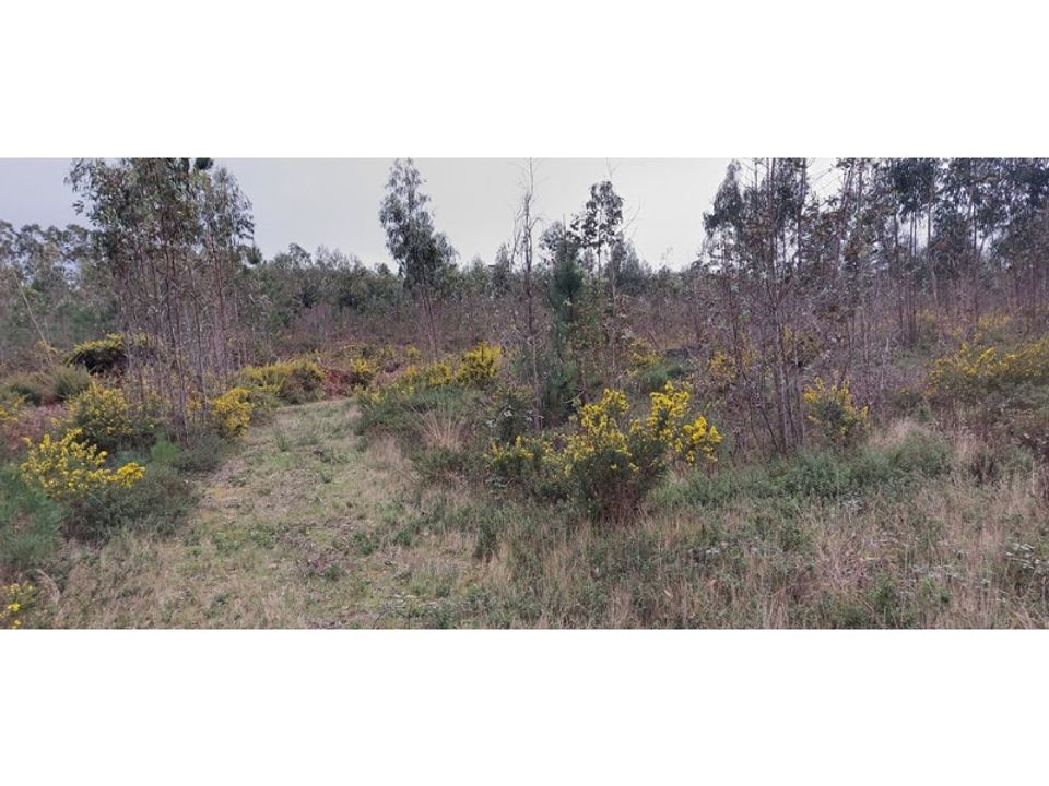 Tomt i Monte Real, Leiria - bilde 4