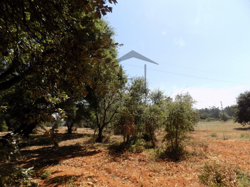 Helårsgrund i Rio Maior, Santarem - foto 5