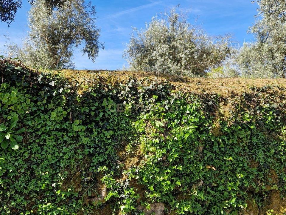 Helårsgrund i Viseu, Viseu - foto 3