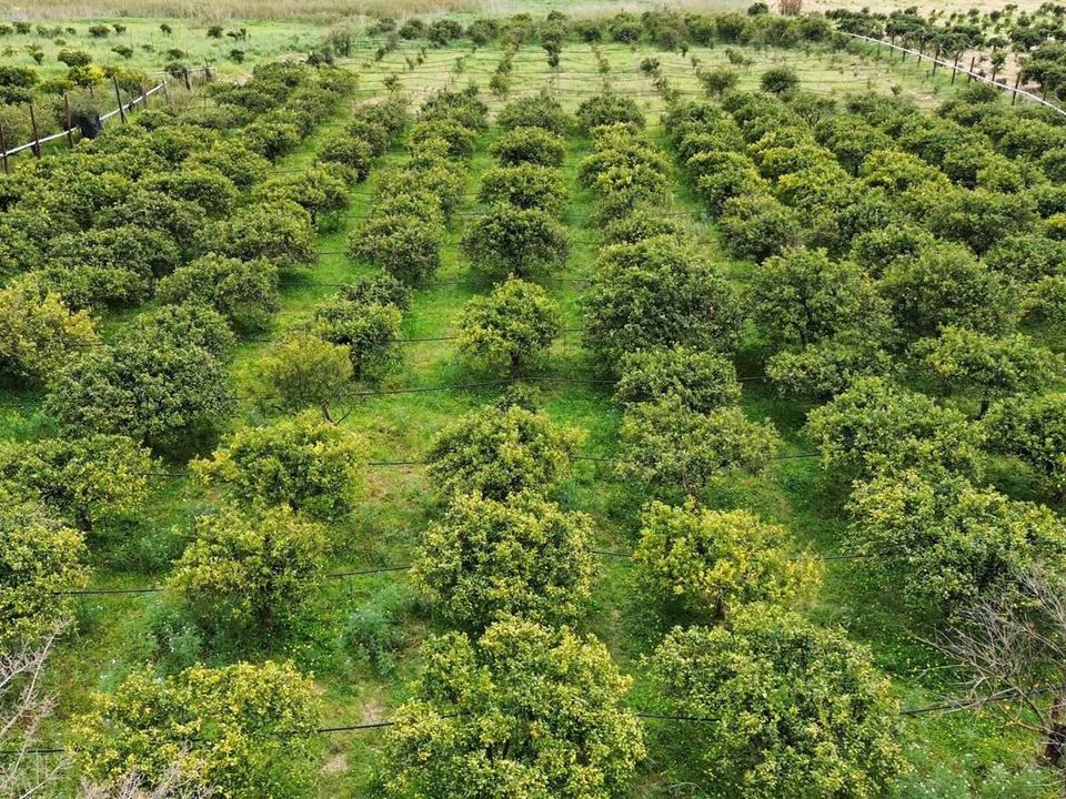 Grond in Ribera, Agrigento - foto 3