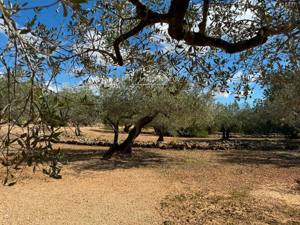 Finca i El Perello, Tarragona - foto 2