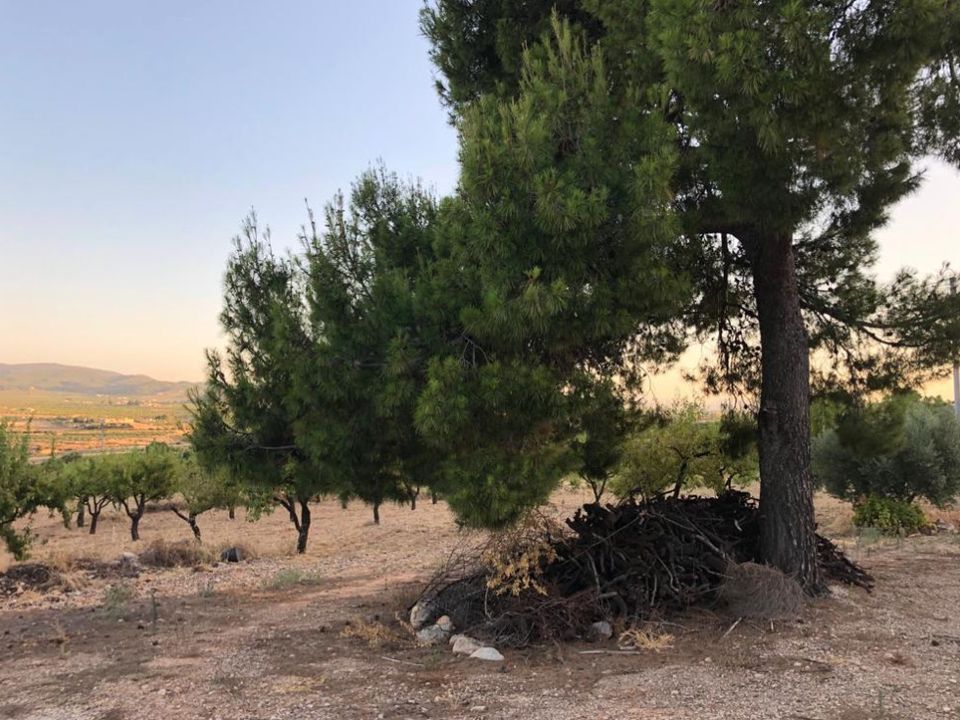 Helårsgrund i Ricote, Murcia - foto 4