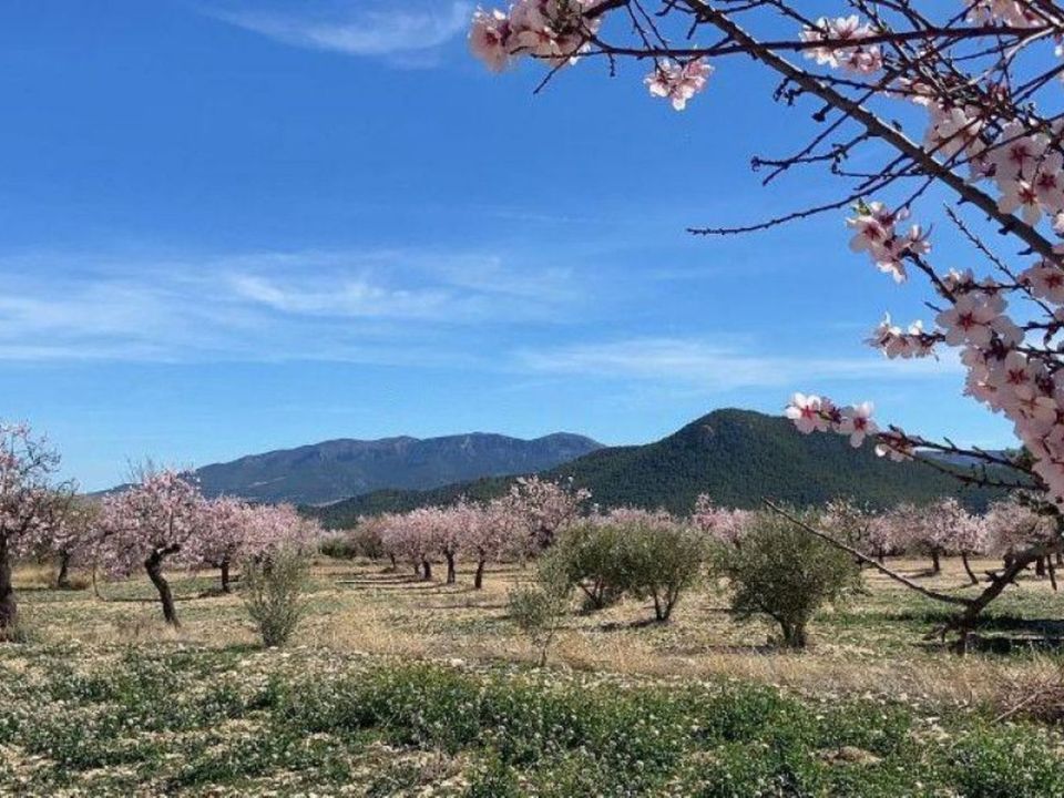 Landejendom i Velez-Rubio, Almeria - foto 1