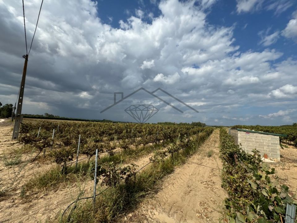 Helårsgrund i Alpiarca, Santarem - foto 2