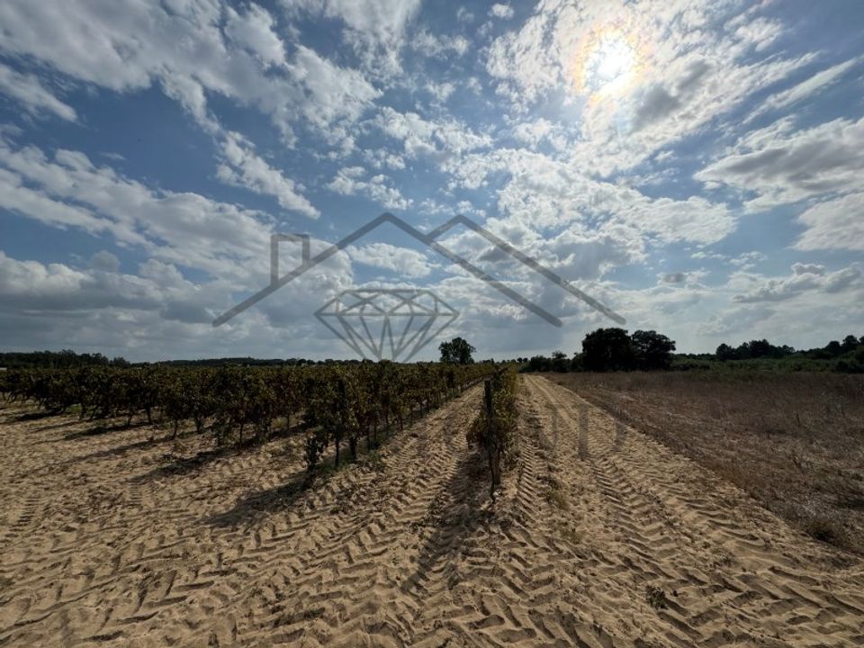 Helårsgrund i Alpiarca, Santarem - foto 2