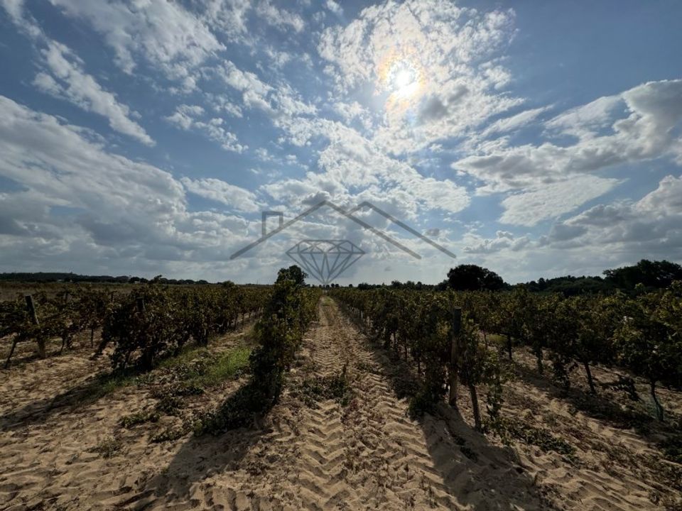 Helårsgrund i Alpiarca, Santarem - foto 4