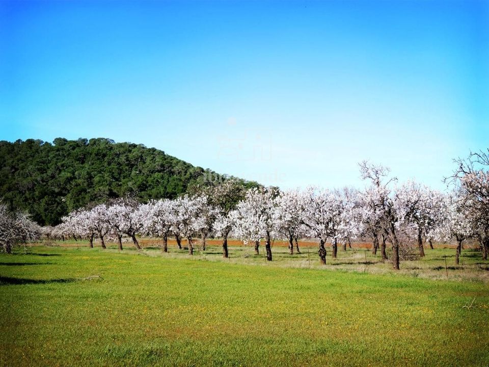 Finca i Sant Joan de Labritja, Ibiza - foto 2