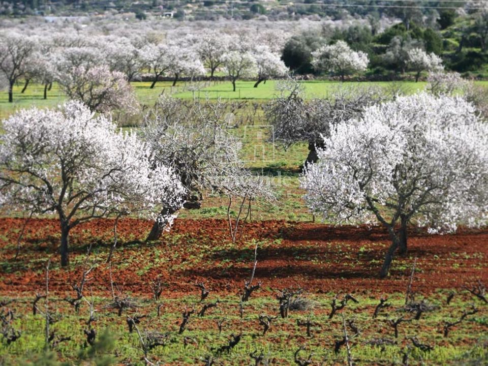 Finca i Sant Joan de Labritja, Ibiza - foto 3