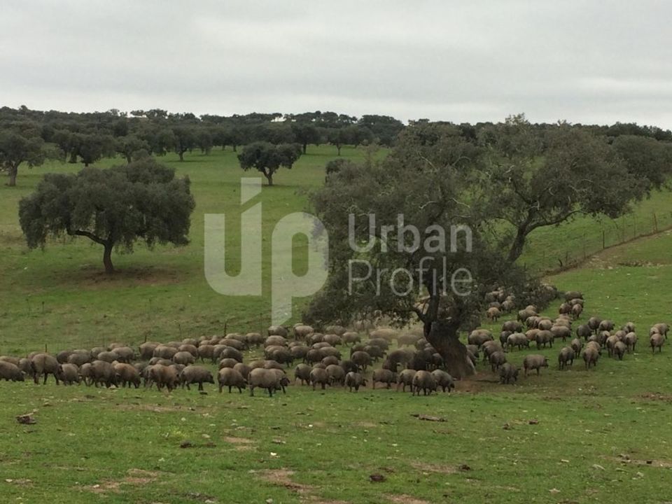 Landejendom i Safara e Santo Aleixo da Restauracao, Beja - foto 4