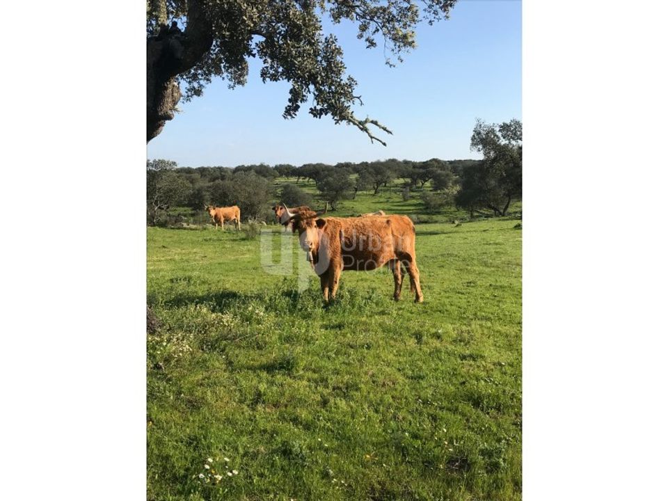 Landejendom i Safara e Santo Aleixo da Restauracao, Beja - foto 5