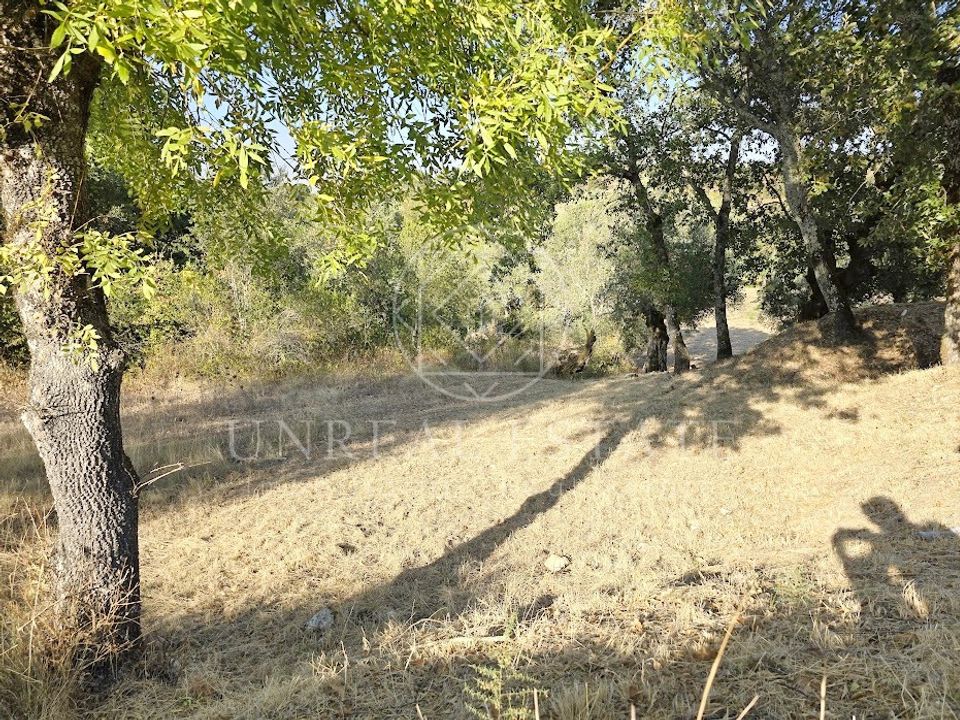 Helårsgrund i Torres Novas, Santarem - foto 3