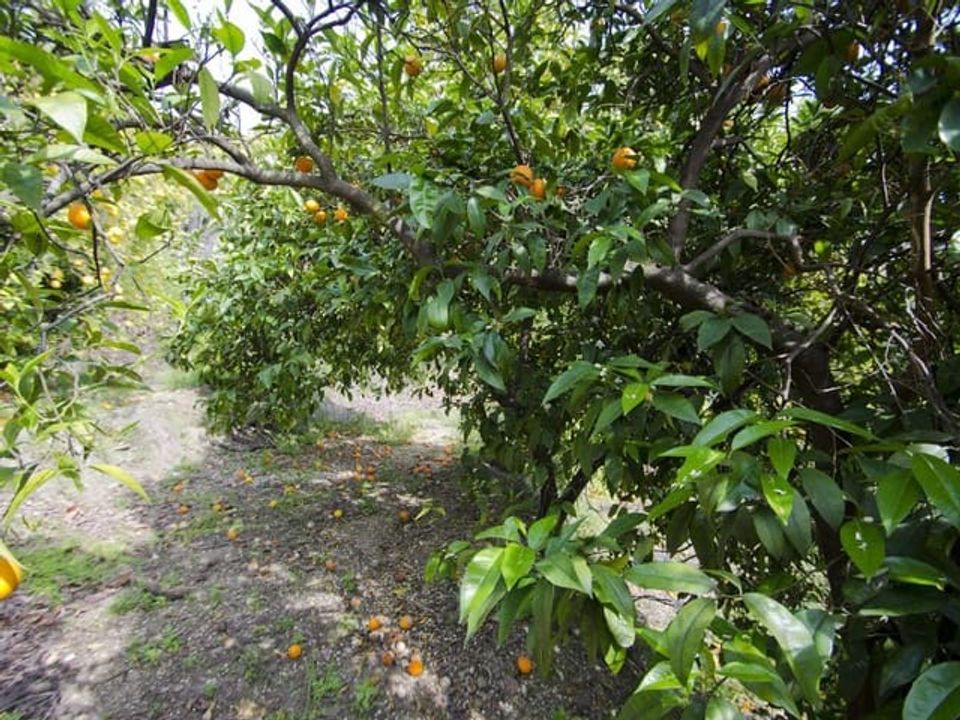 Finca i Canillas De Albaida, Malaga - foto 3