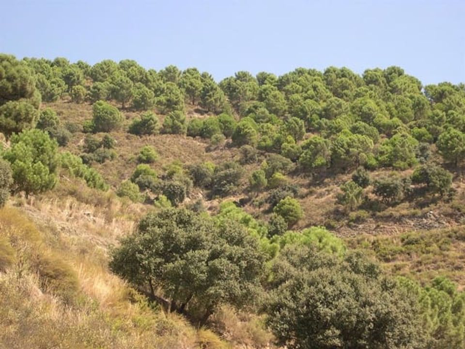 Helårsgrund i Sedella, Malaga - foto 3
