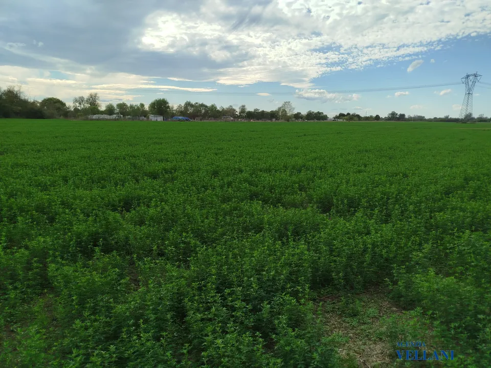 Helårsgrund i Carpi, Modena - foto 2