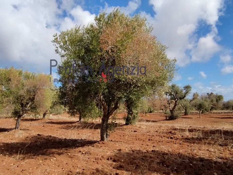 Helårsgrund i Carovigno, Brindisi - foto 2