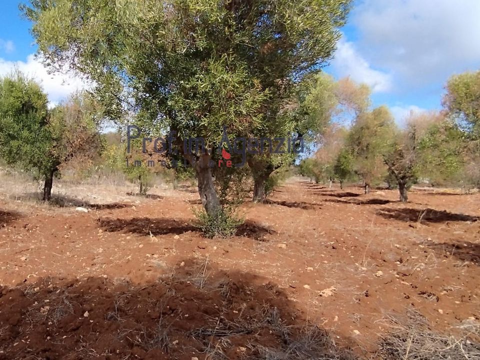 Helårsgrund i Carovigno, Brindisi - foto 4