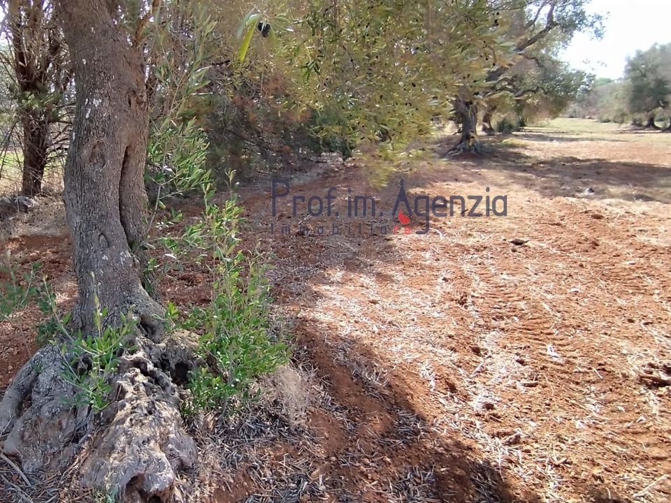 Helårsgrund i San Vito dei Normanni, Brindisi - foto 5