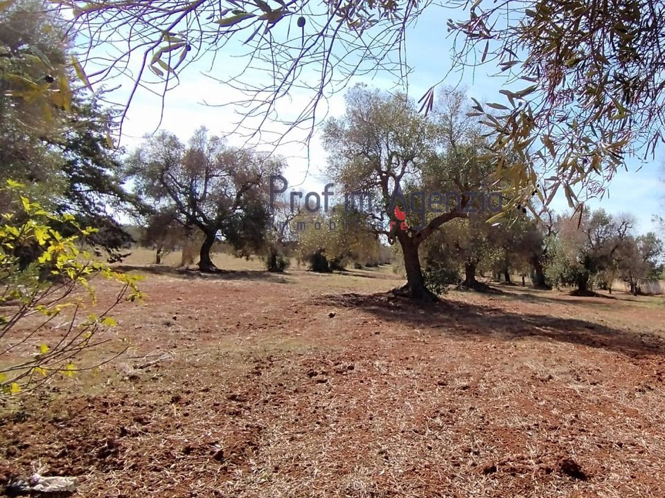 Helårsgrund i San Vito dei Normanni, Brindisi - foto 3