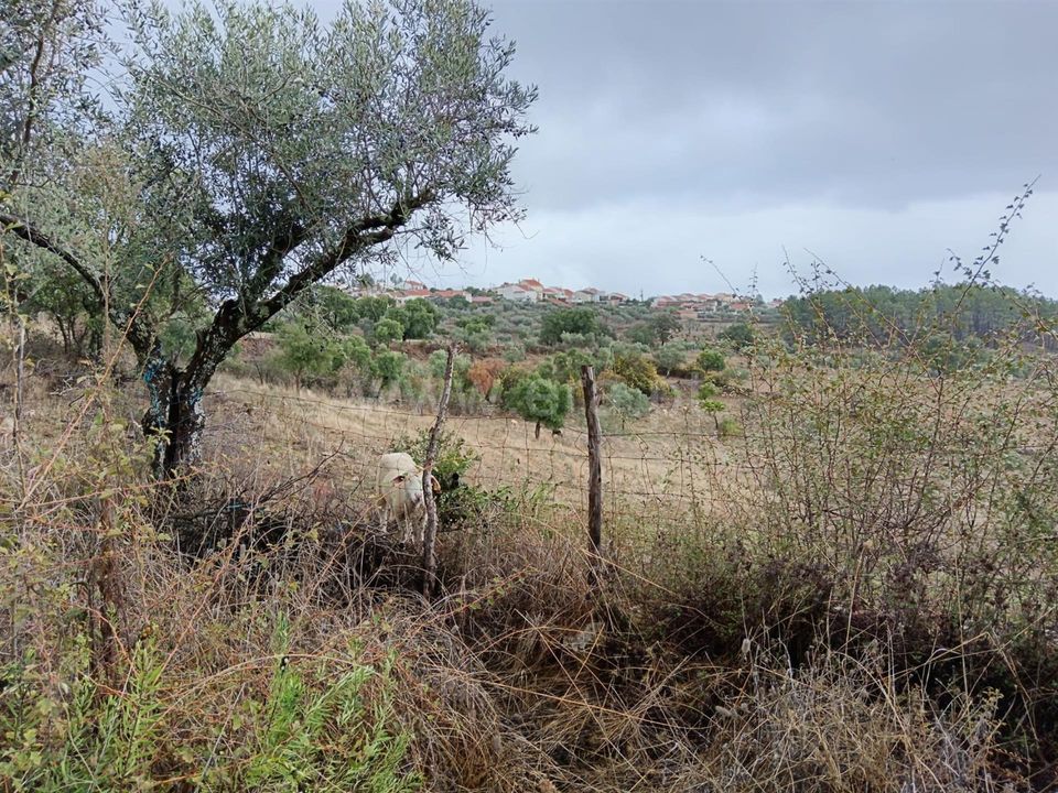 Landejendom i Vila Velha de Rodao, Castelo Branco - foto 3