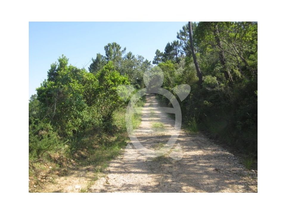 Helårsgrund i Miranda do Corvo, Coimbra - foto 5