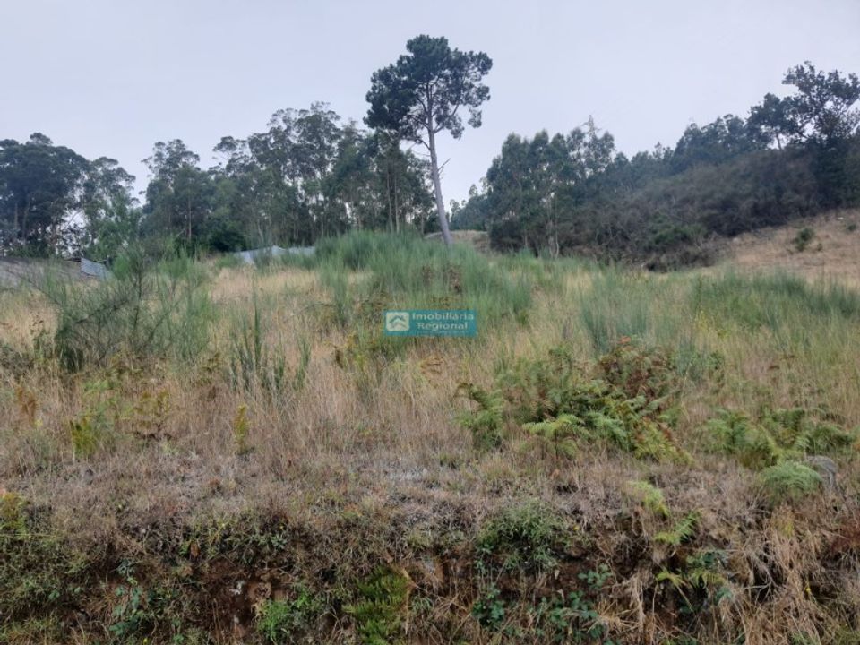 Helårsgrund i Camacha, Madeira - foto 5