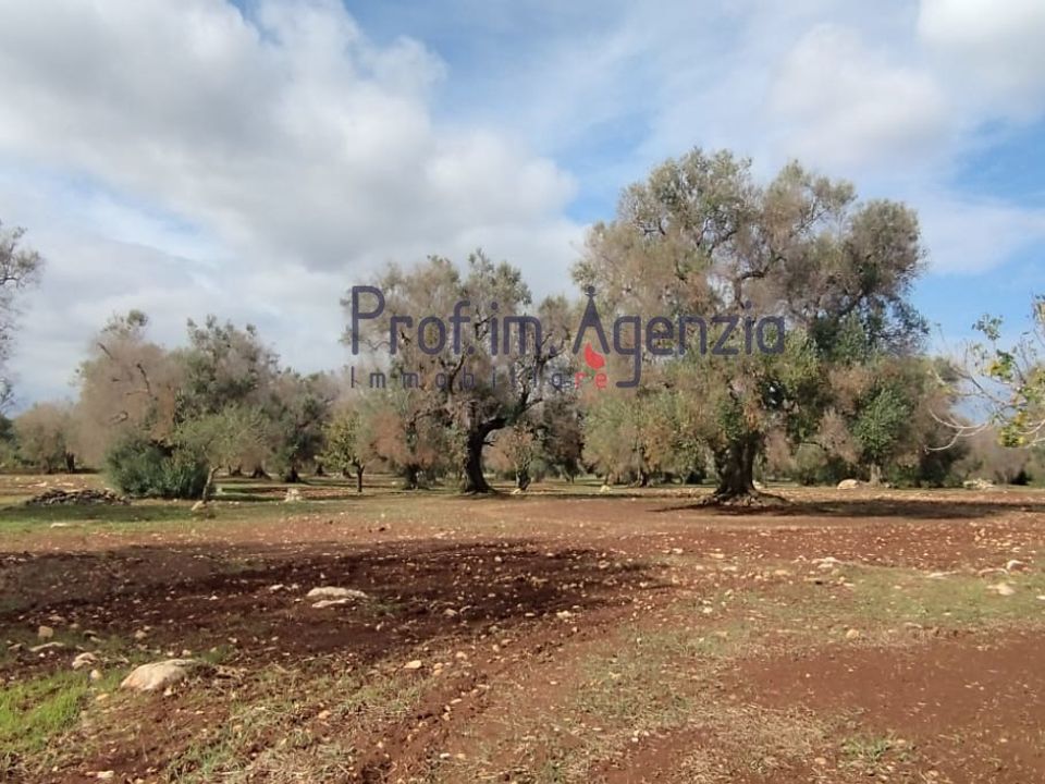 Helårsgrund i San Vito dei Normanni, Brindisi - foto 4