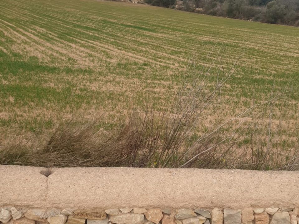 Helårsgrund i Llucmajor, Mallorca - foto 2