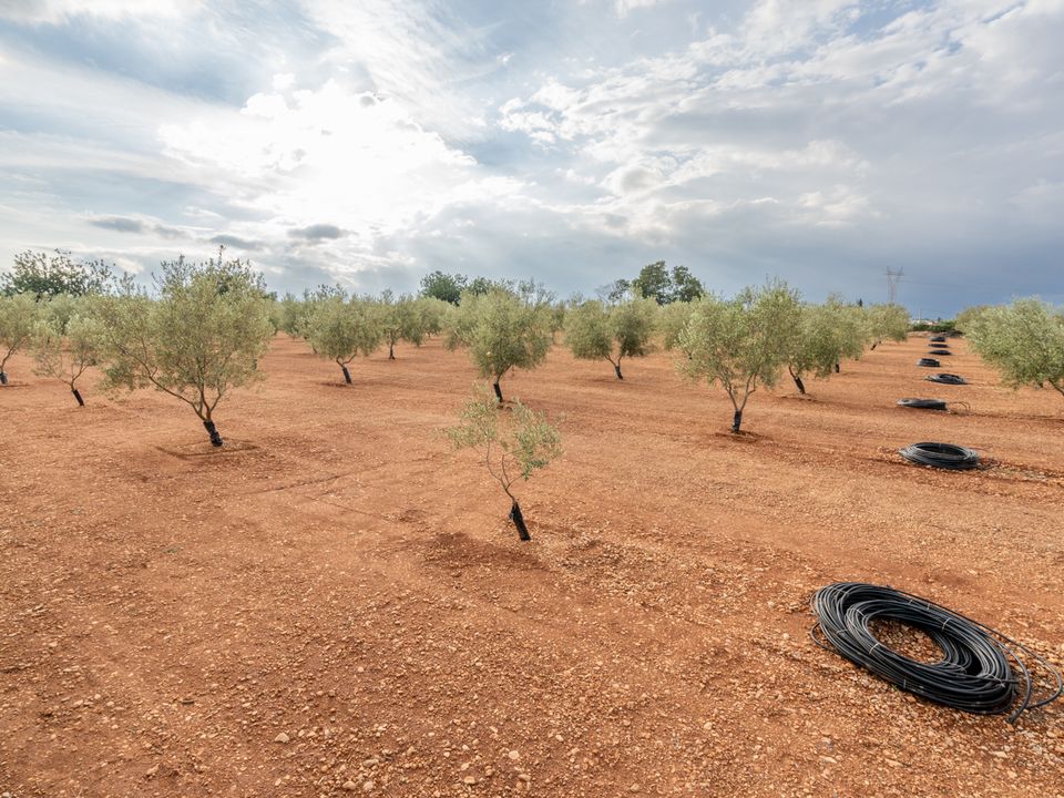 Finca i Masdenverge, Tarragona - foto 4