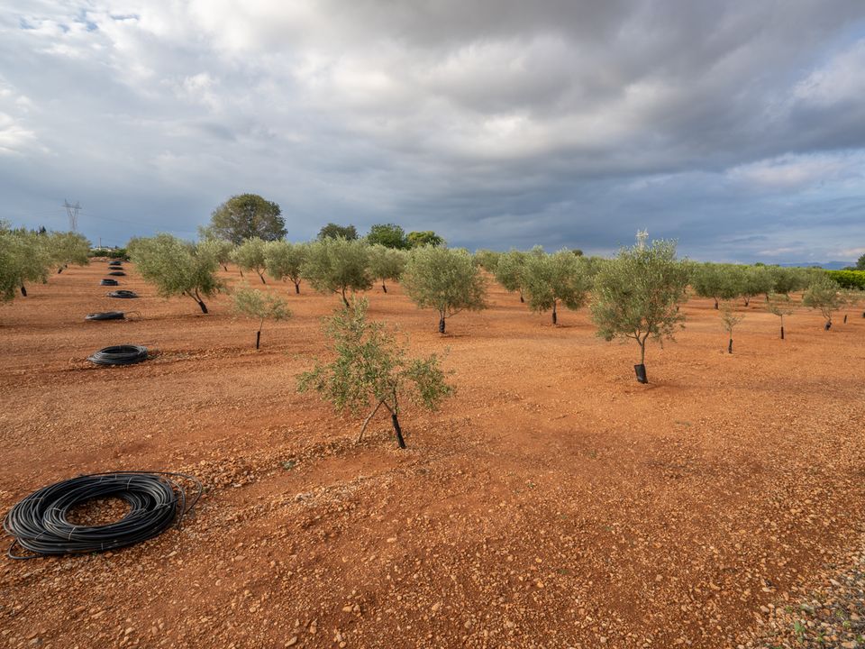 Finca i Masdenverge, Tarragona - foto 5