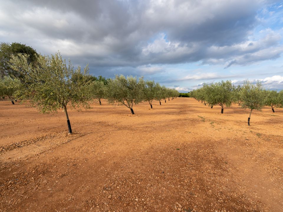 Finca i Masdenverge, Tarragona - foto 2