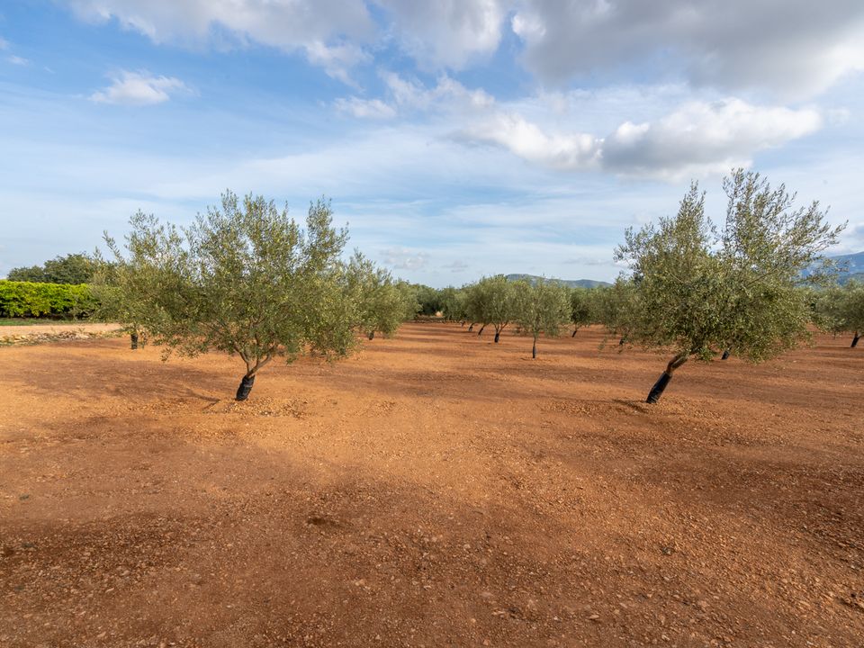 Finca i Masdenverge, Tarragona - foto 3